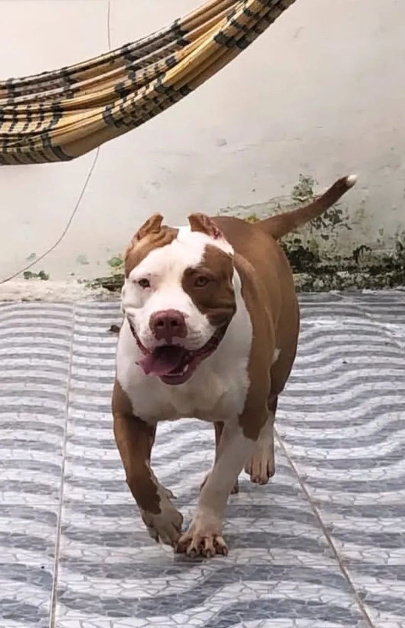 Cachorro 