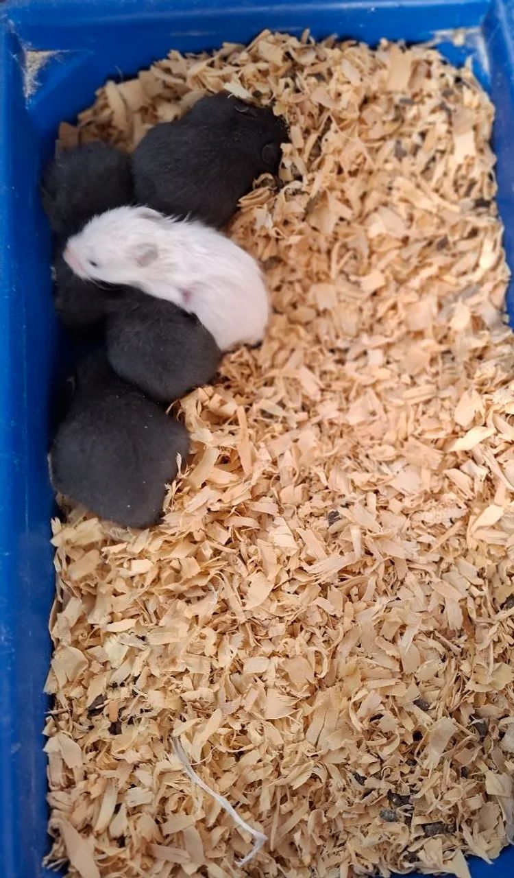 Hamster sírio  - Foto 5