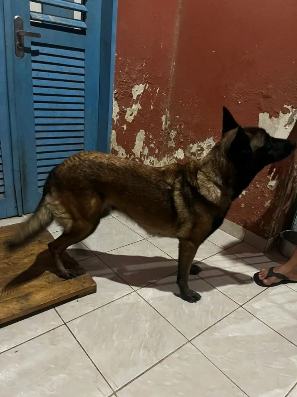 Belga malinois fêmea  - Foto 5