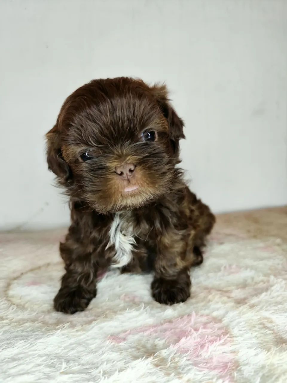 shitzu chocolate - Foto 2