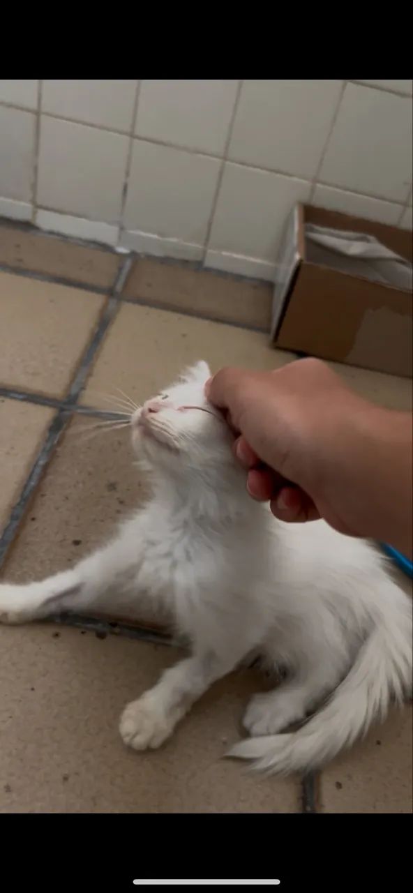 Gato filhote para adoção  - Foto 5