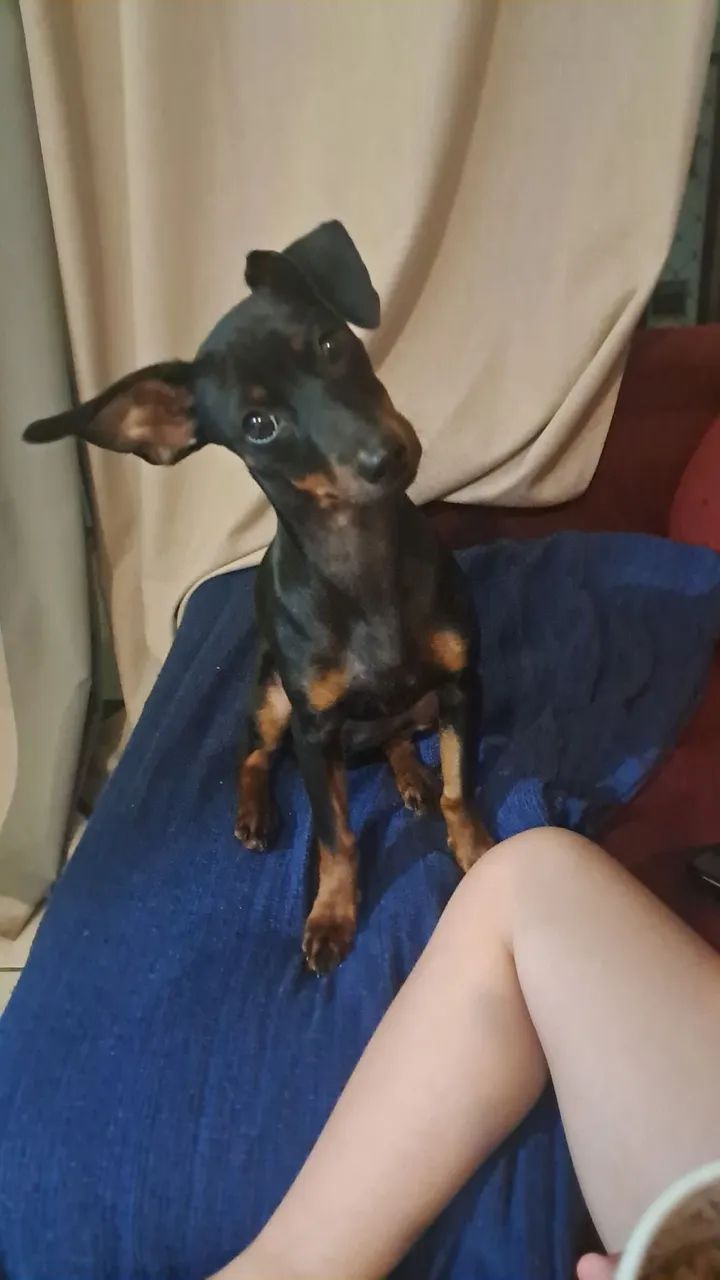 Cachorrinha - Foto 2
