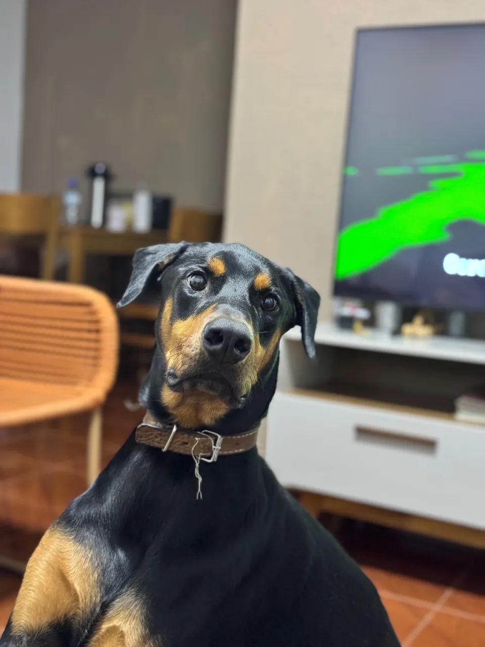 Dobermann 3 anos - Foto 3