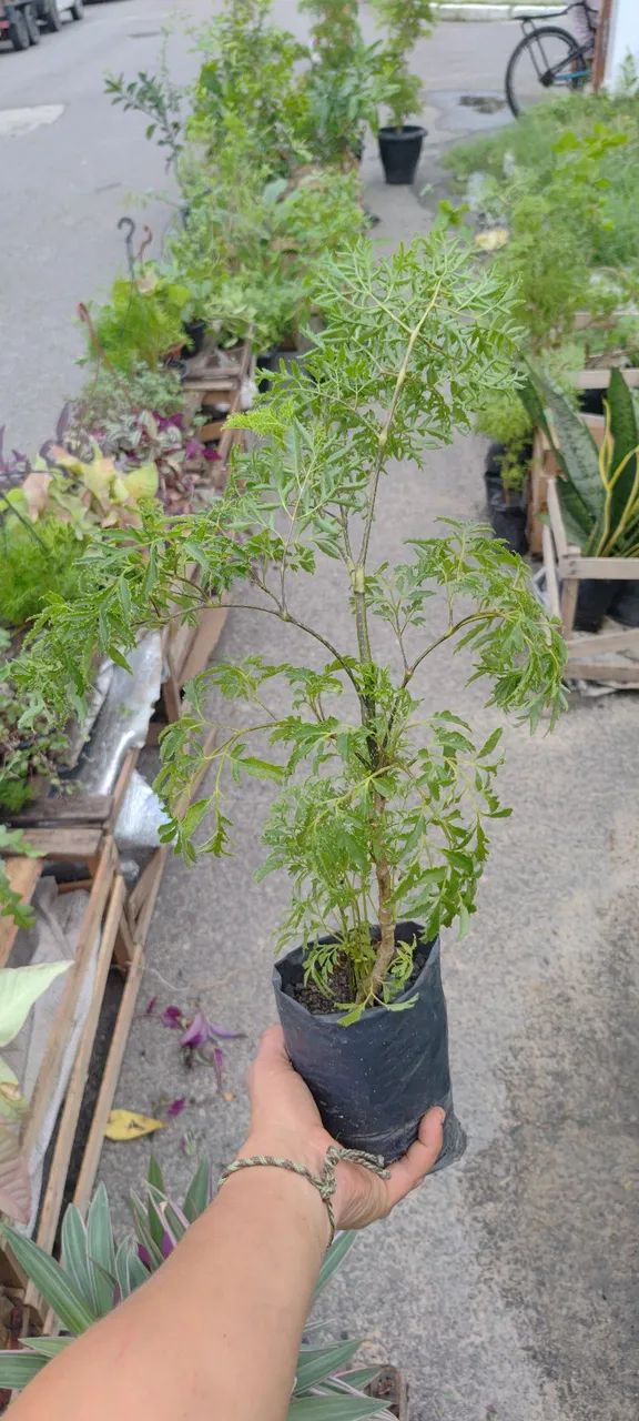 Plantas - Foto 3