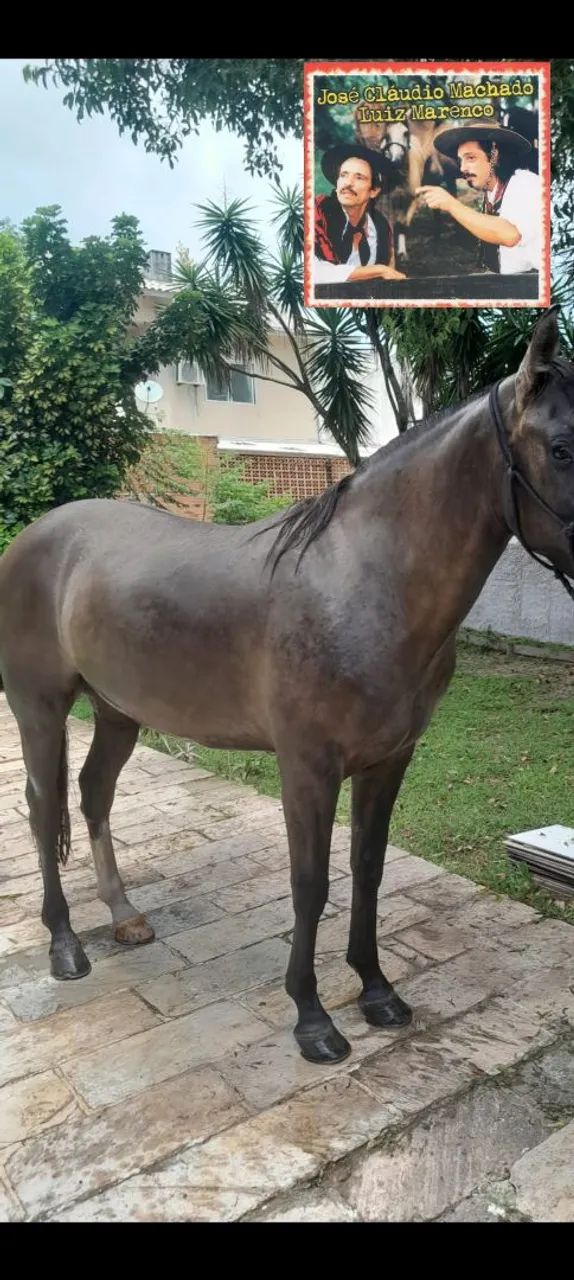 Égua  crioula marcada 