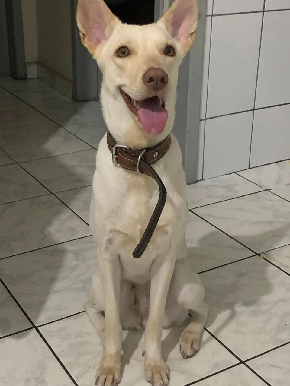 Doação de Cadela - Foto 3