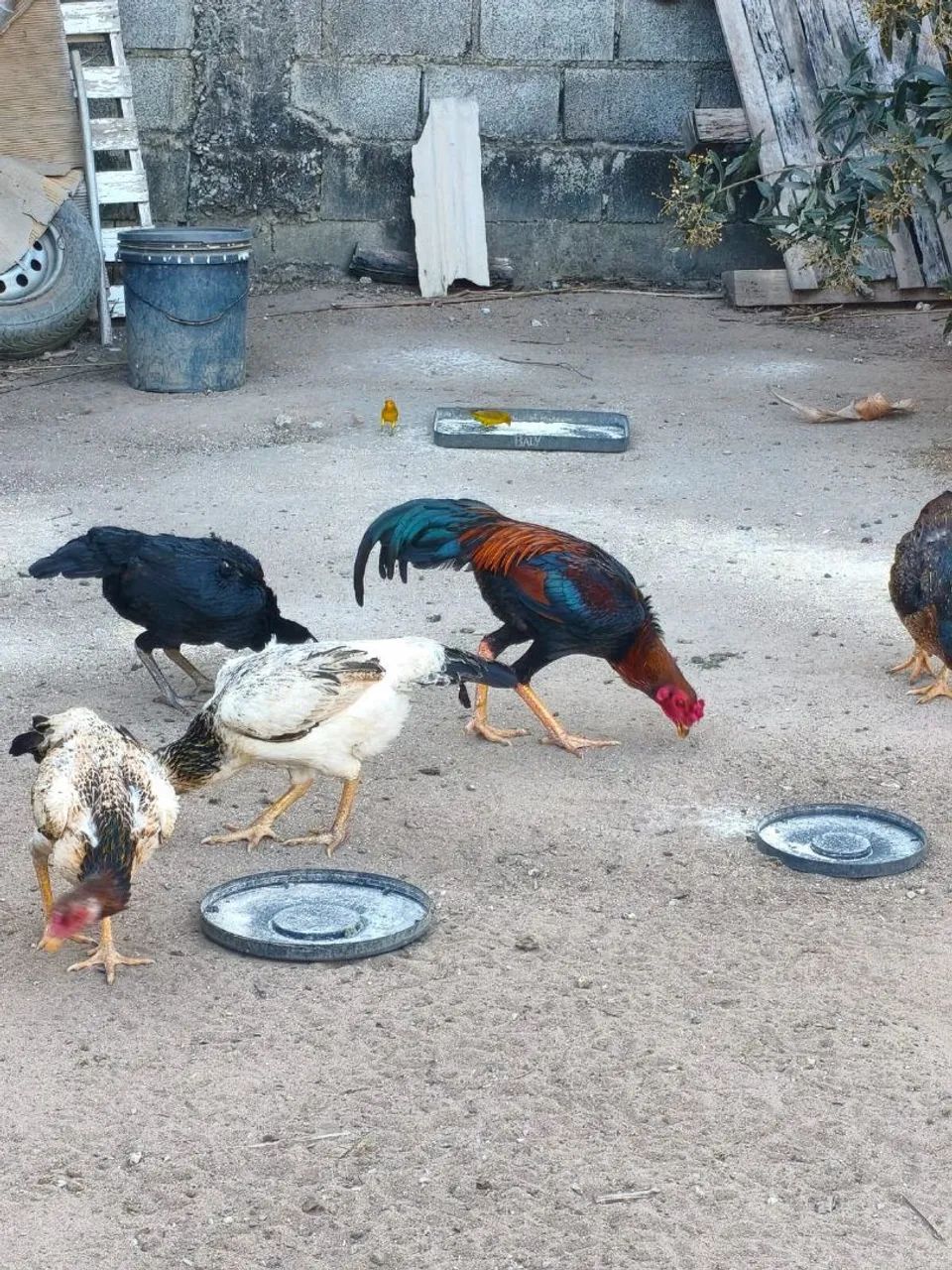 Frangos e frangas costeiros - Foto 5