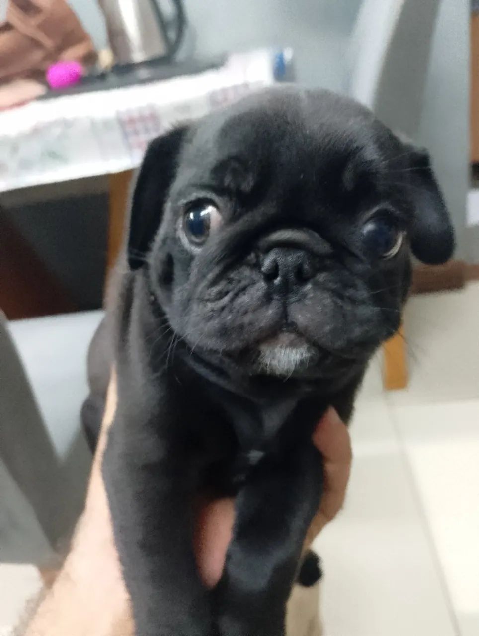 CACHORRO PUG PRETO PURO - Foto 2