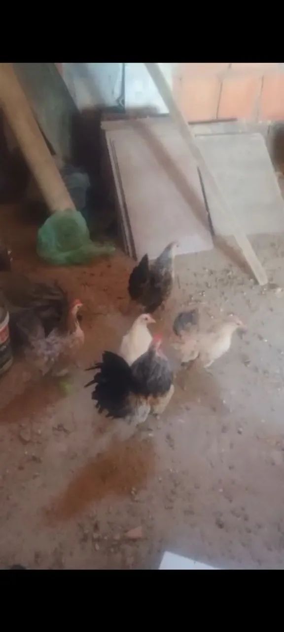  Ovos galados de Mini galinhas ( menor galinhas do mundo) raça Serama - Foto 5