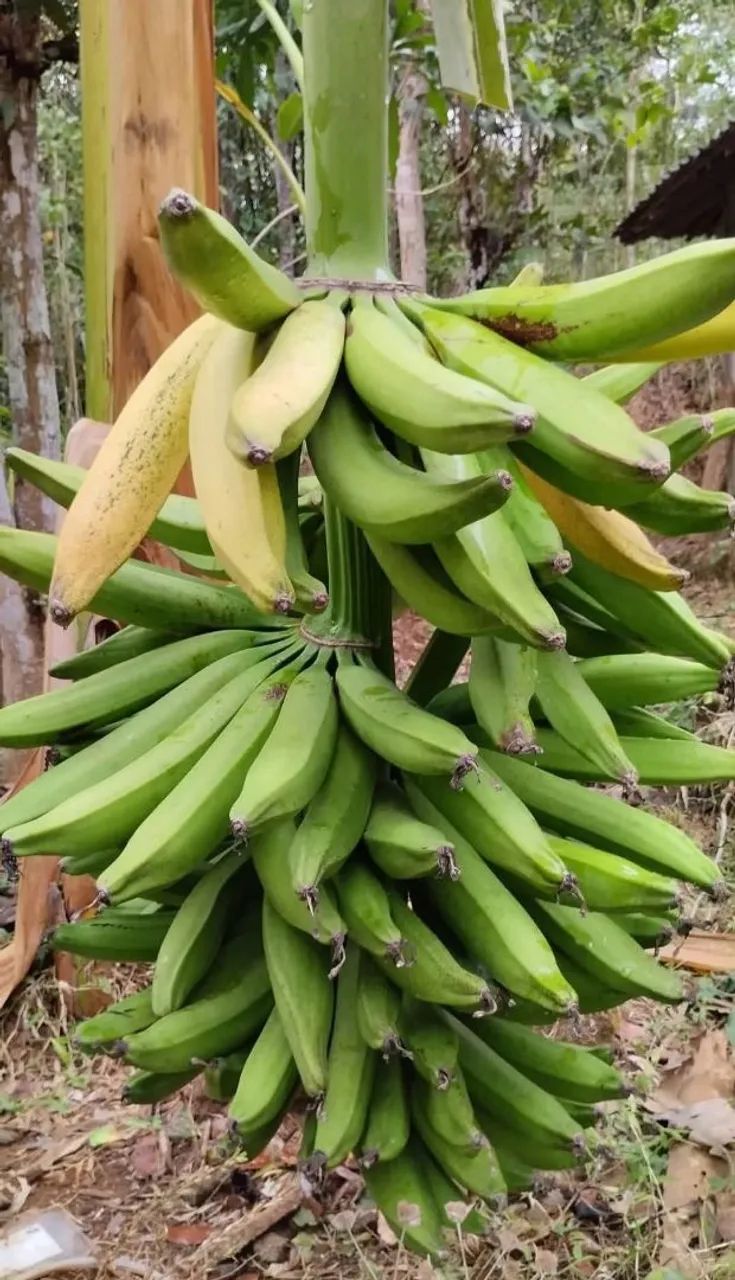 Mudas de banana terra anã 
