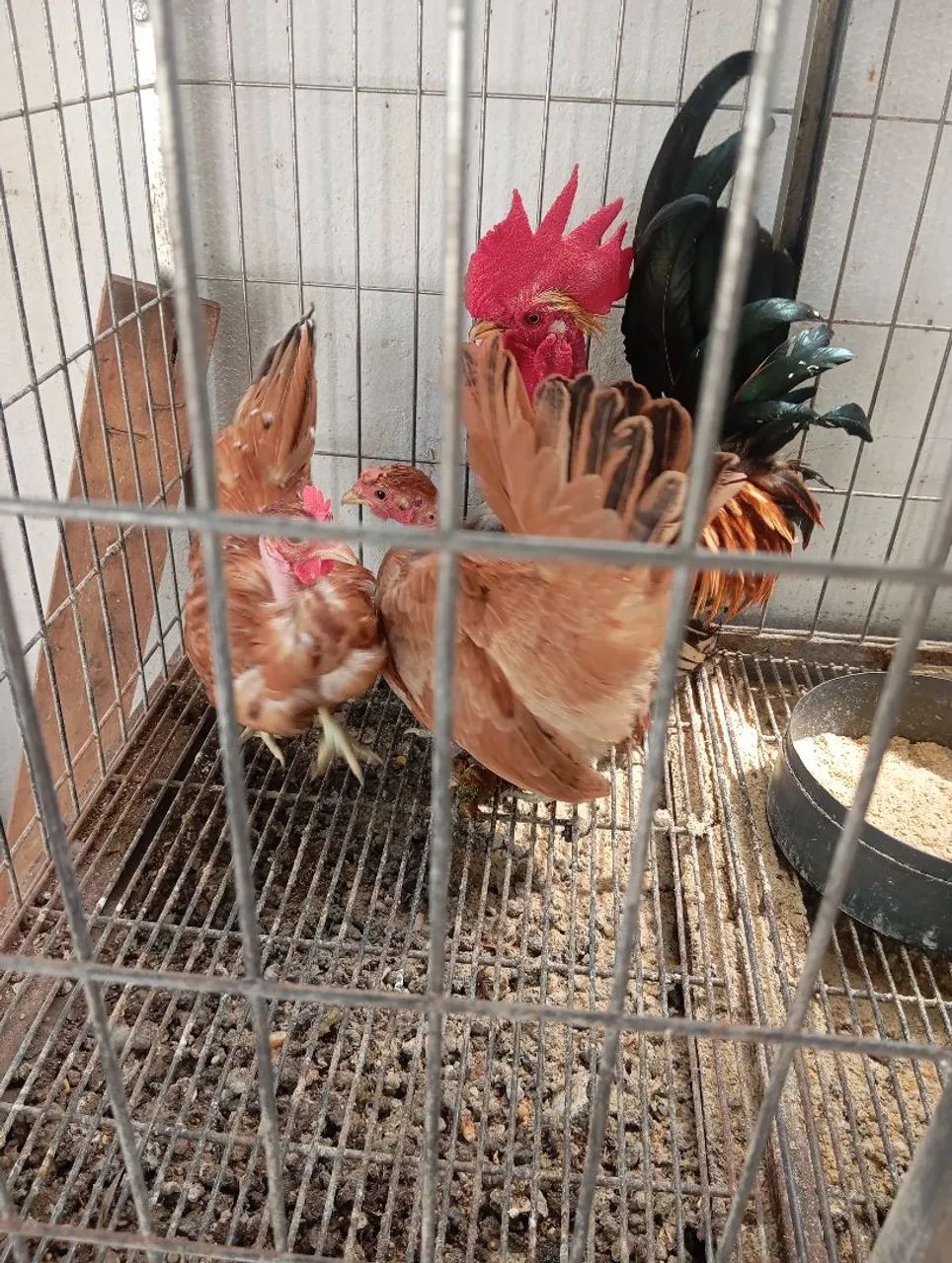 Galinha Garnizé  - Foto 3