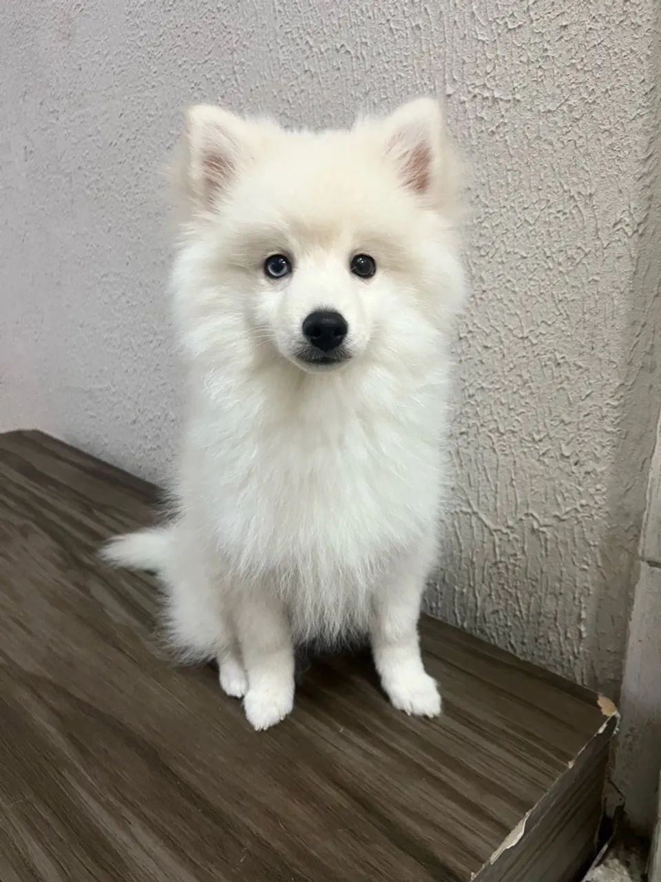 Pomsky f3 - Foto 4