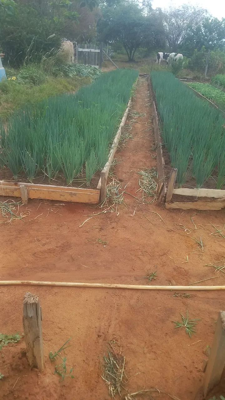 Vendo cebola  - Foto 2