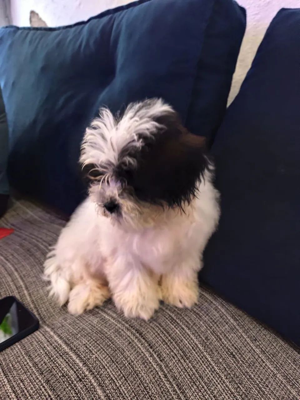 CACHORRO SHITZU COM POODLE A VENDA  - Foto 3