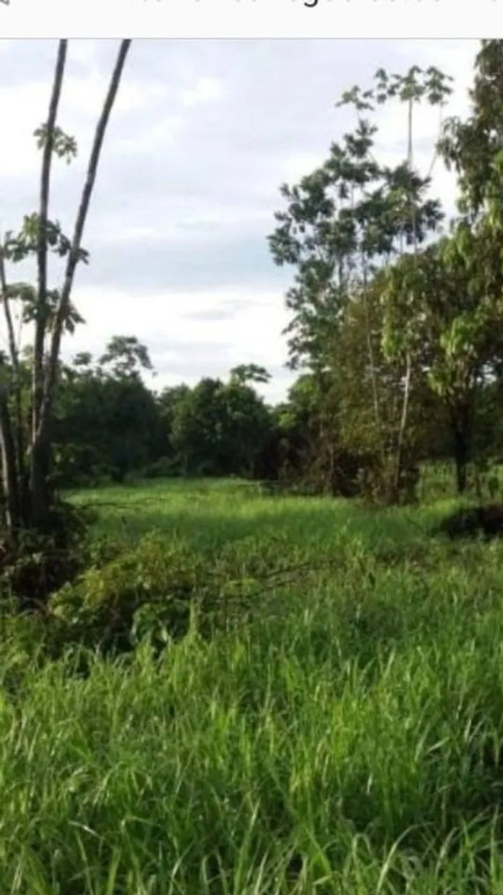 Fazenda à venda Próxima a Humaitá - AM - Foto 2