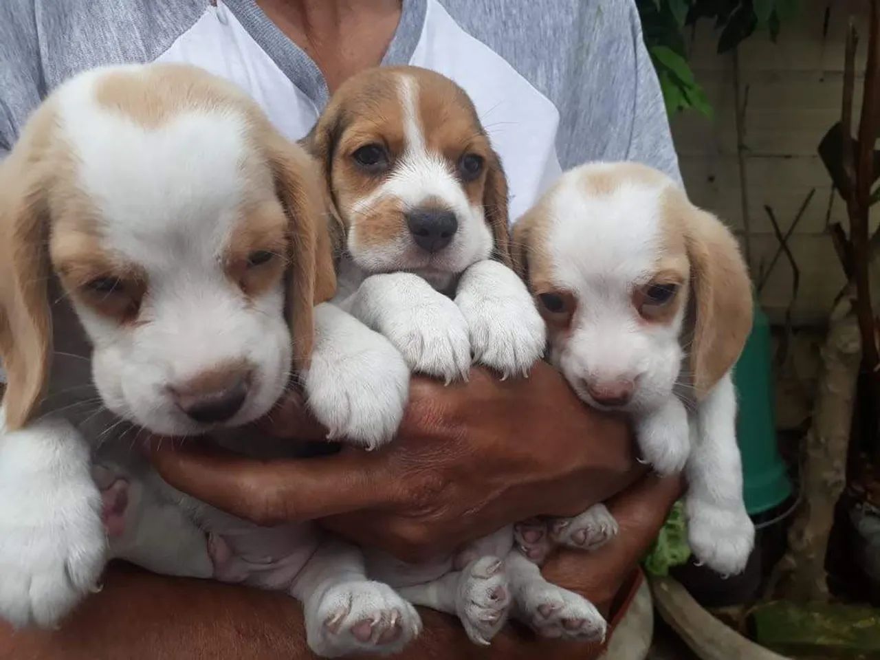 Beagle belos fihotes   - Foto 2