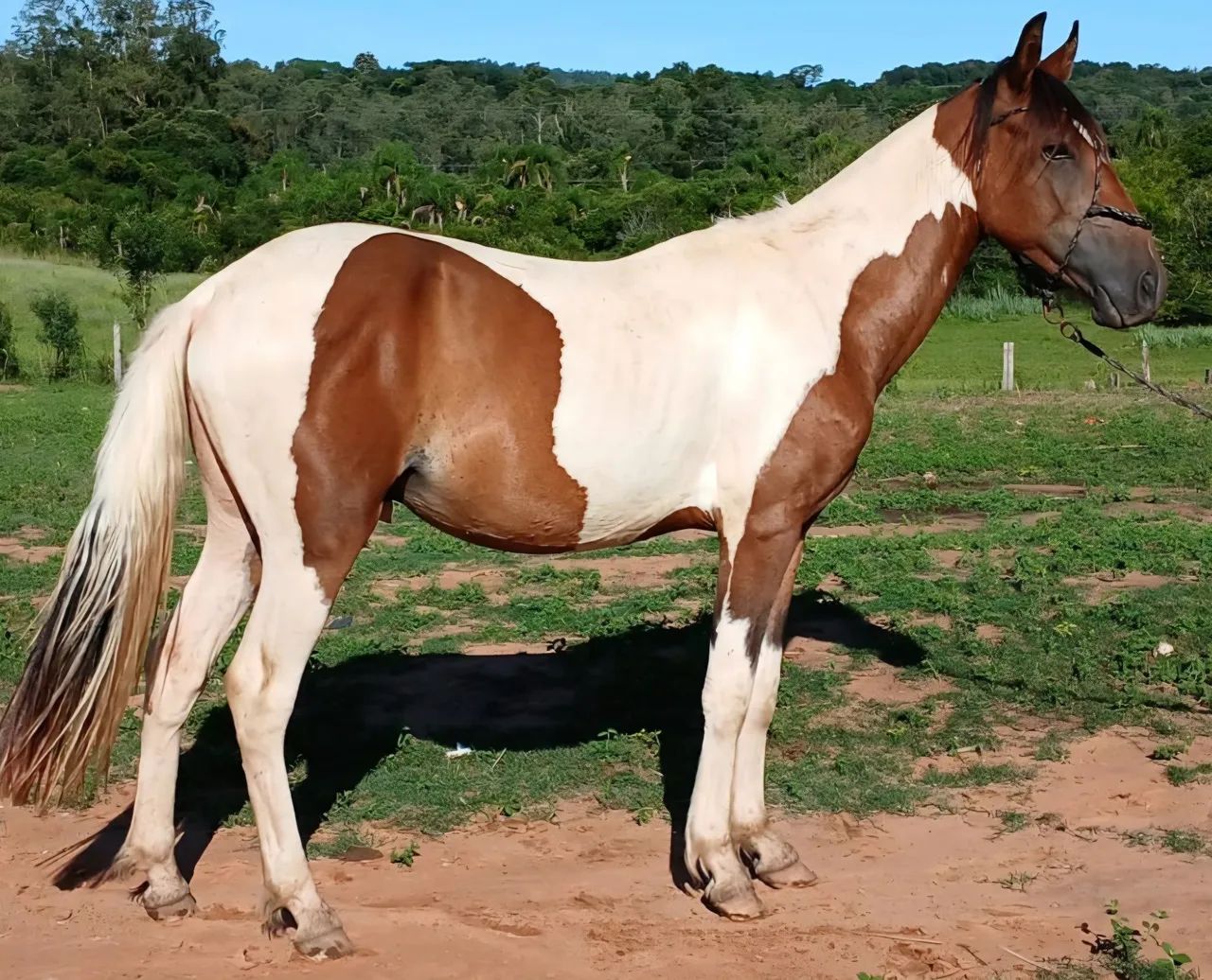 Potro tobiano inteiro de 1 ano salgo 