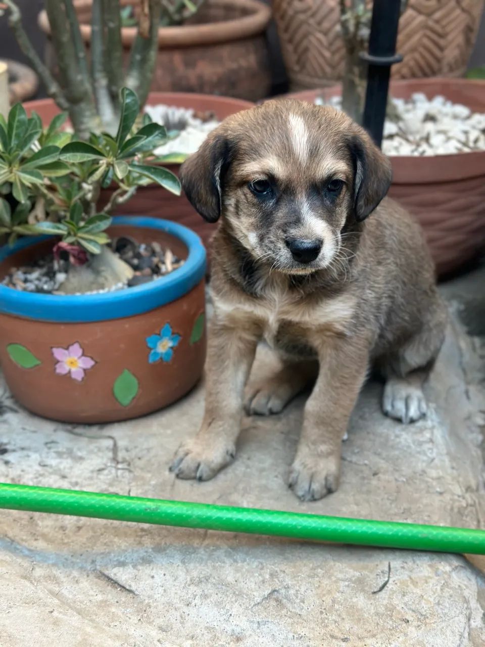 Cachorro para adoção  - Foto 4