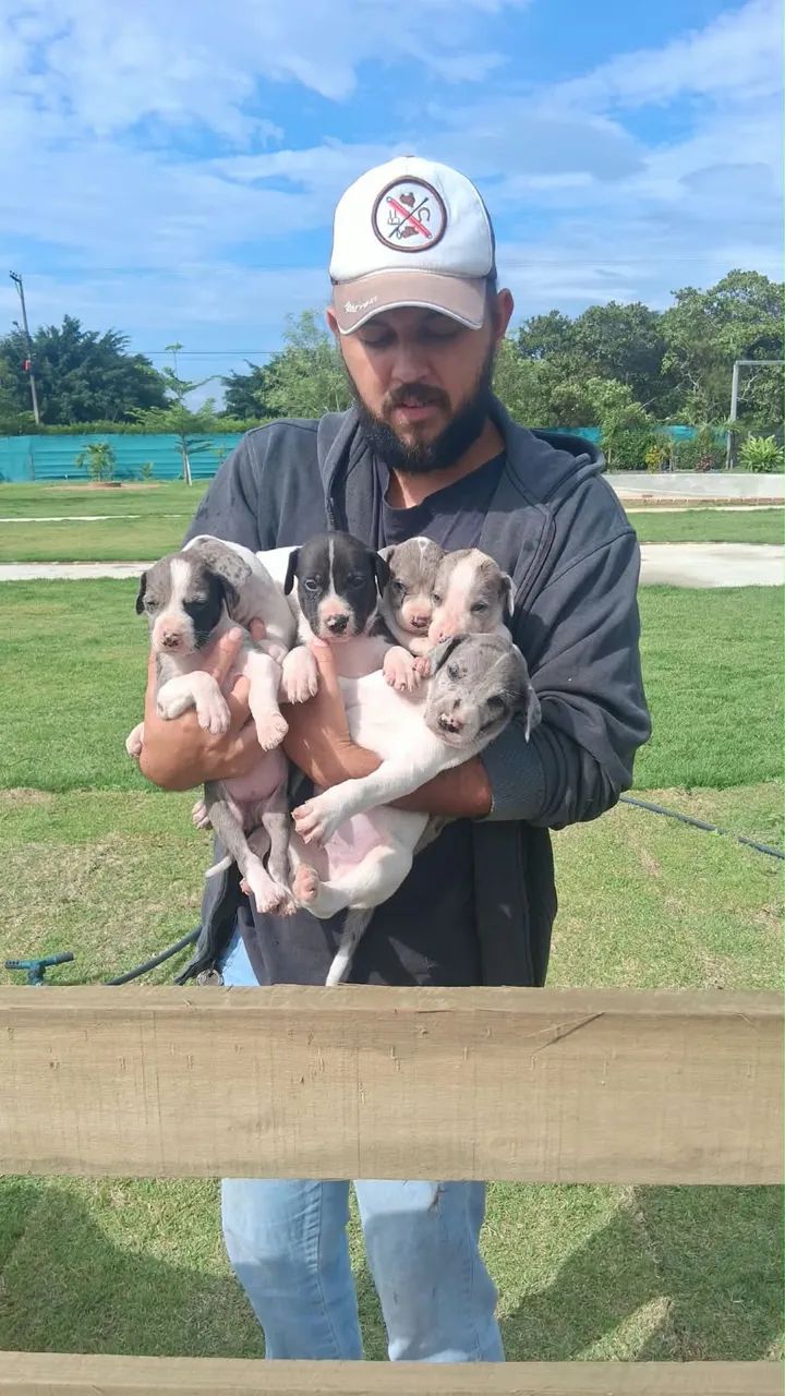 Dogue alemão - Foto 2