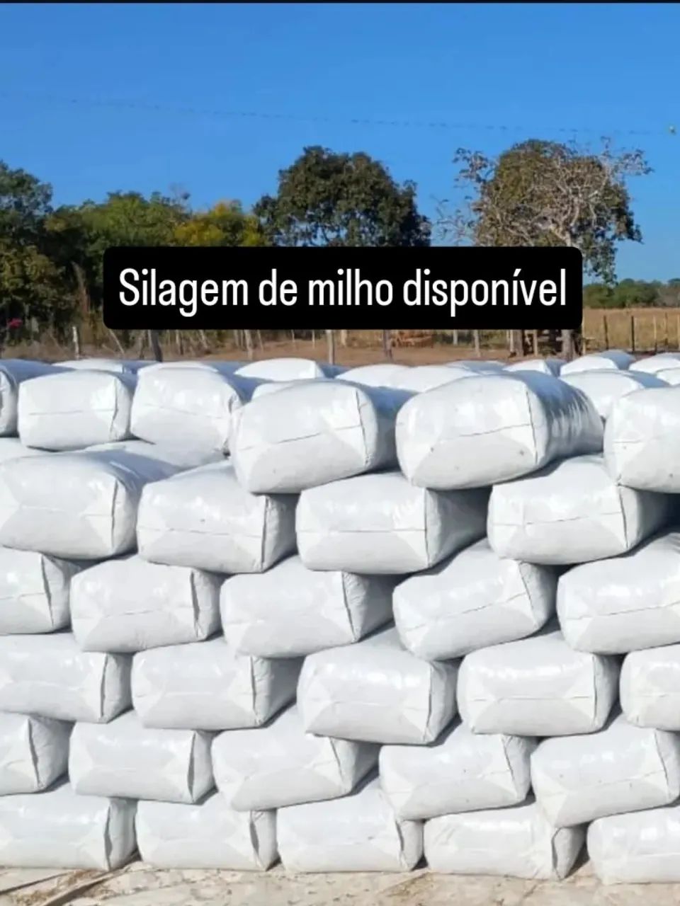 Silagem de milho ensacado 