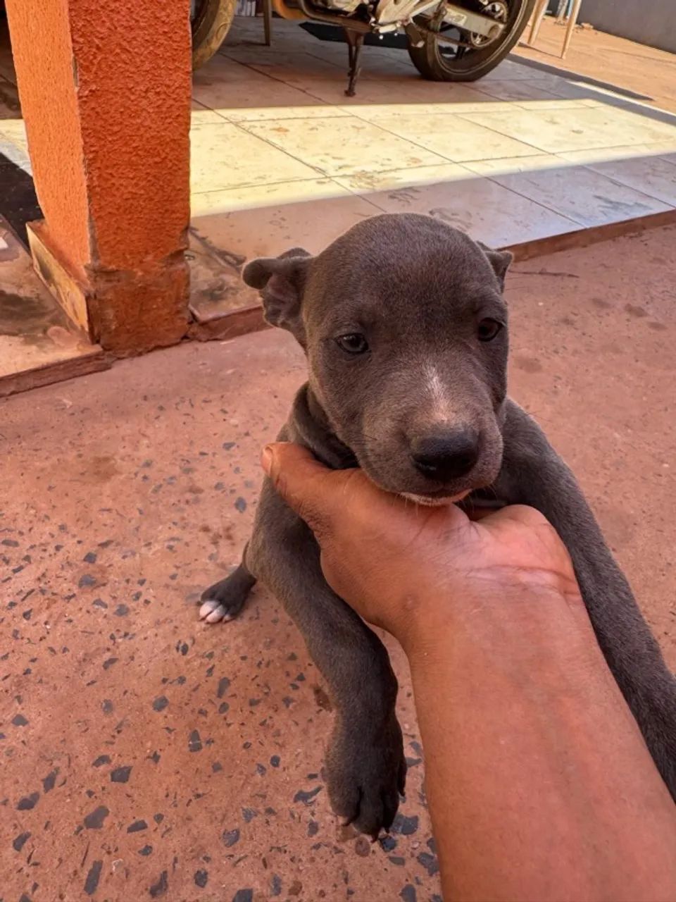 Filhote de pitbull  - Foto 4