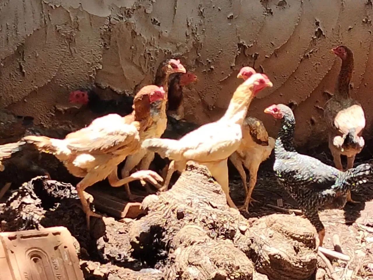 Galinha  - Foto 2