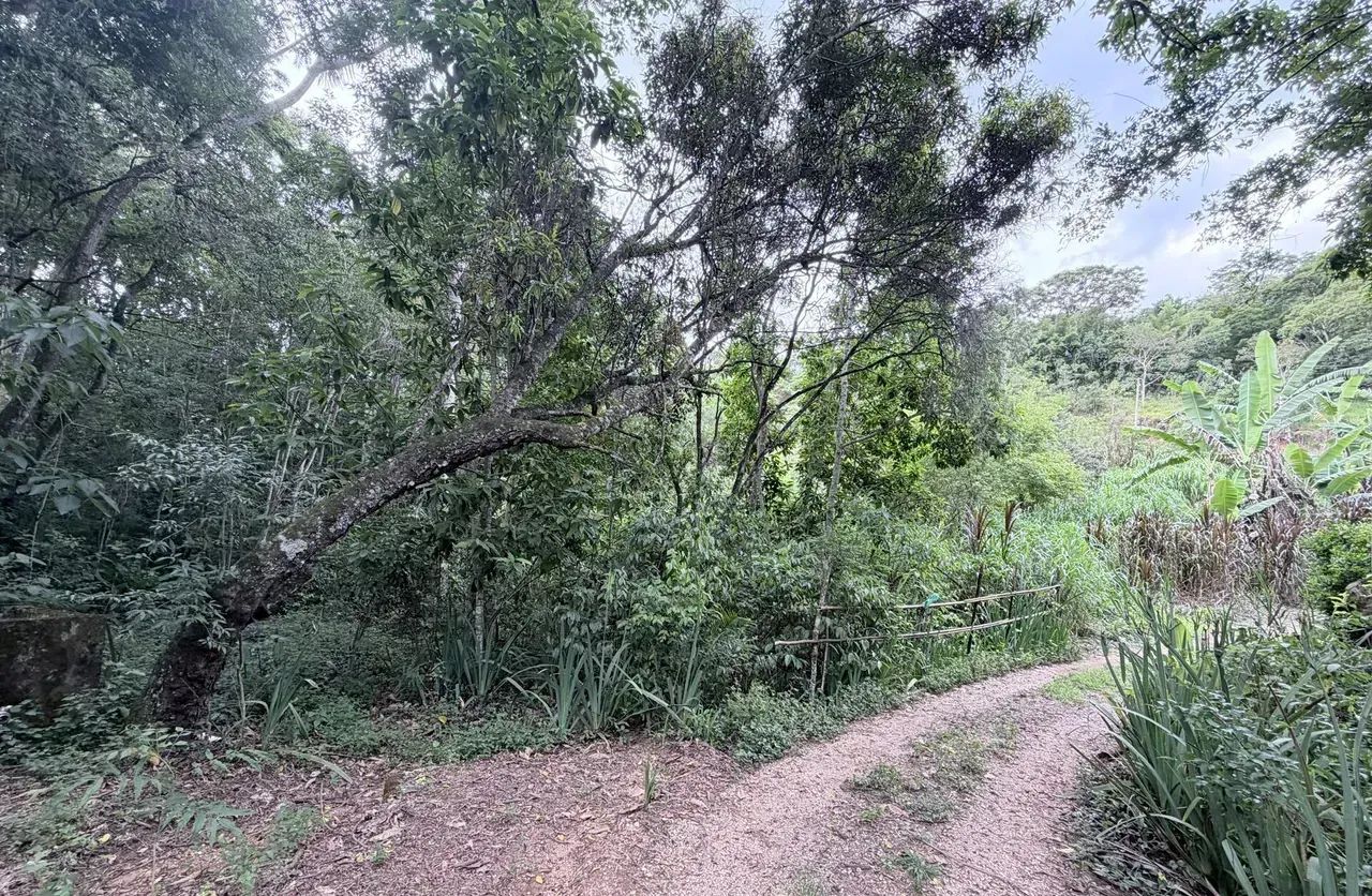 Imóvel para venda possui 65000 metros quadrados em Área Rural de Pinhalzinho - Pinhalzinho - Foto 9
