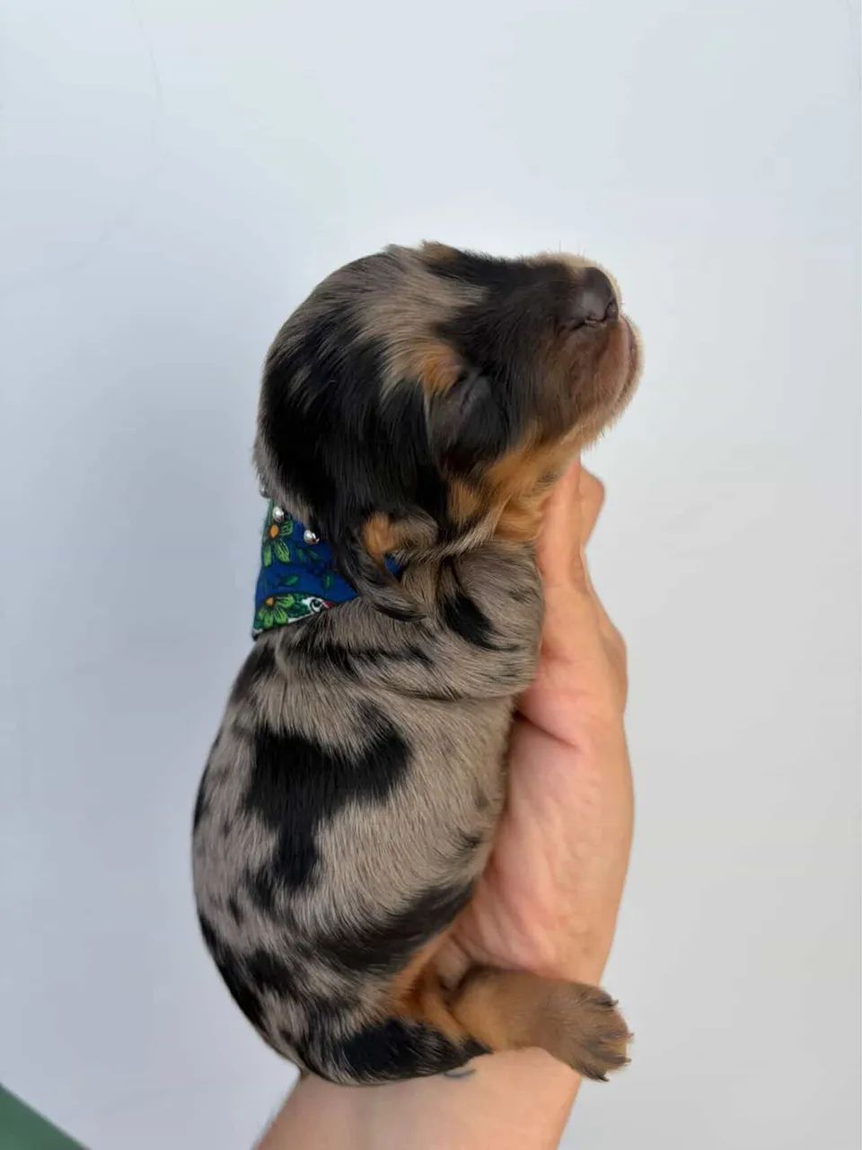 Dachshund Basset salsicha Teckel linguicinha - Foto 6