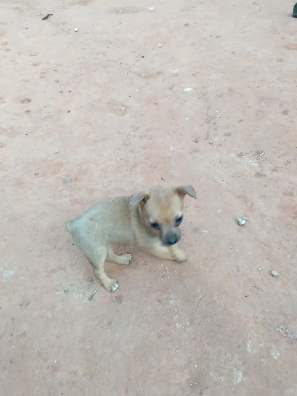 Pinscher minúscula  - Foto 3