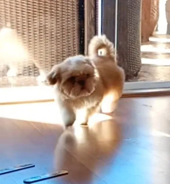 Cachorro  - Foto 5