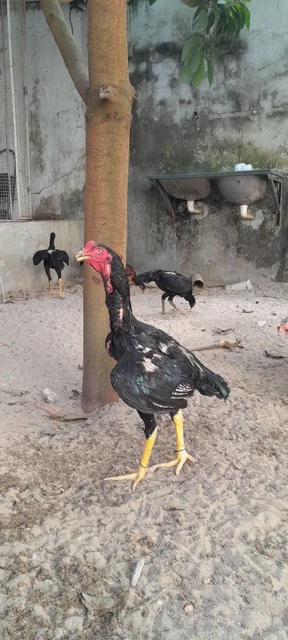 Frango Shamo