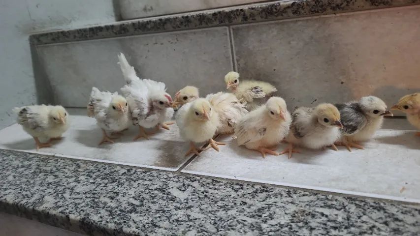Garnise miudo polaco e comum - Foto 4