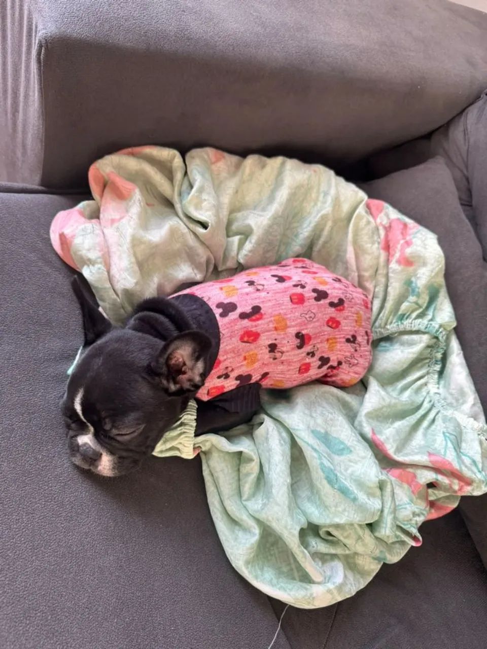 Bulldog Francês - Foto 5