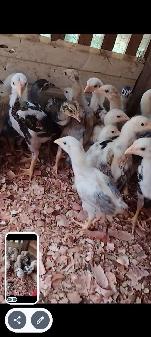 Vende  - Foto 3