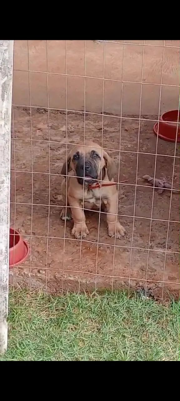 Fila brasileiro  - Foto 5