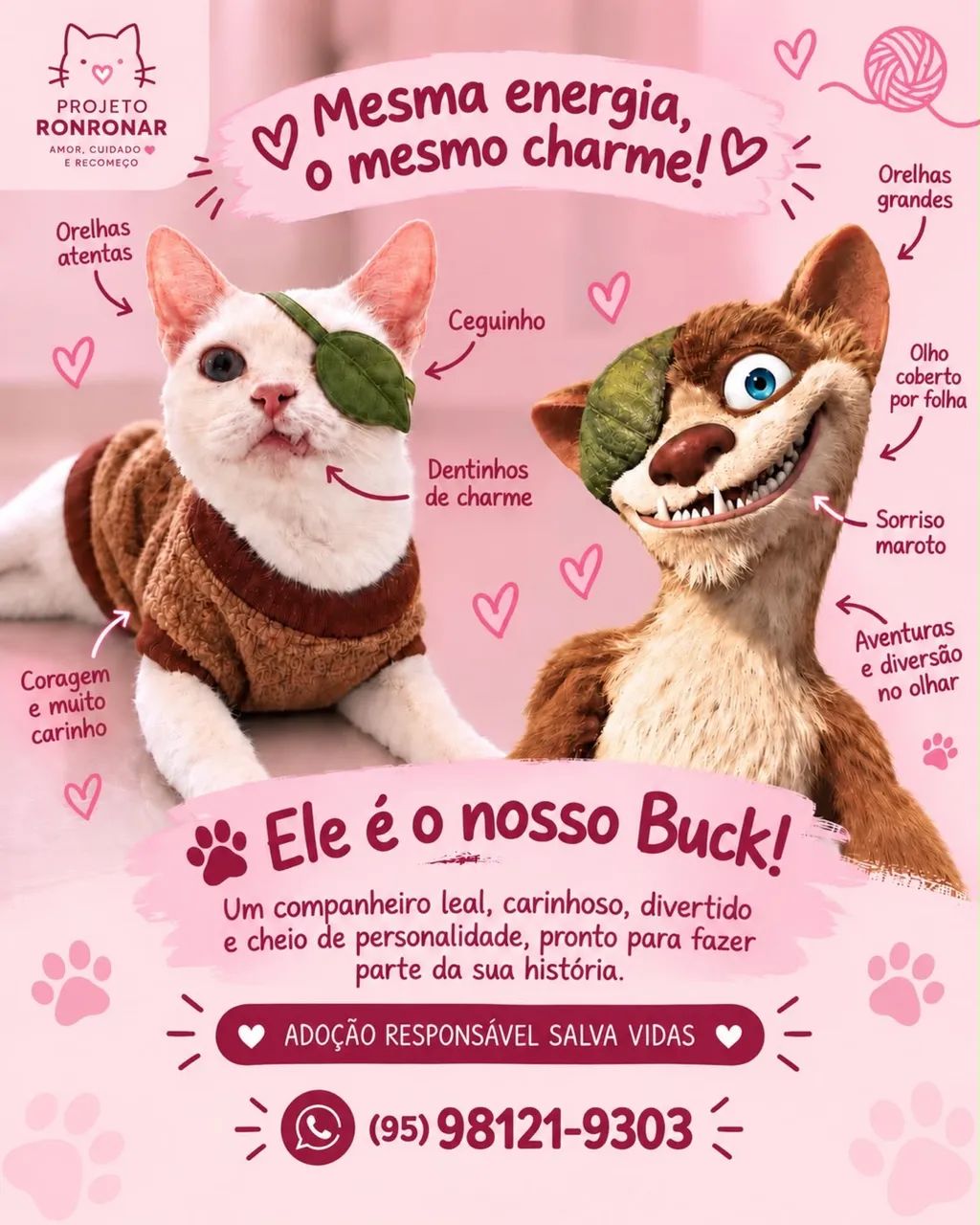 Gato para adoção  - Foto 2