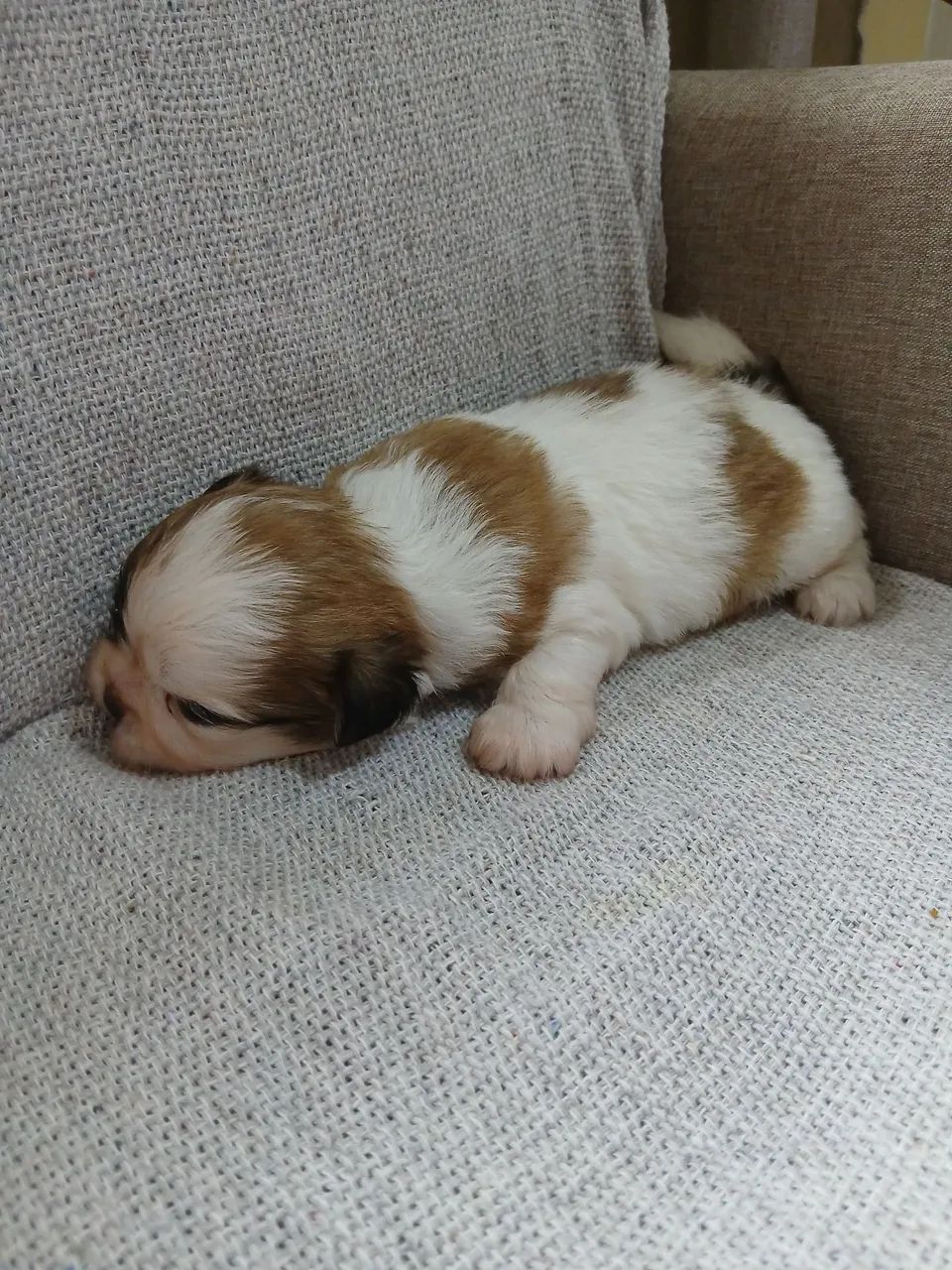 Lindos shihtzu - Foto 2
