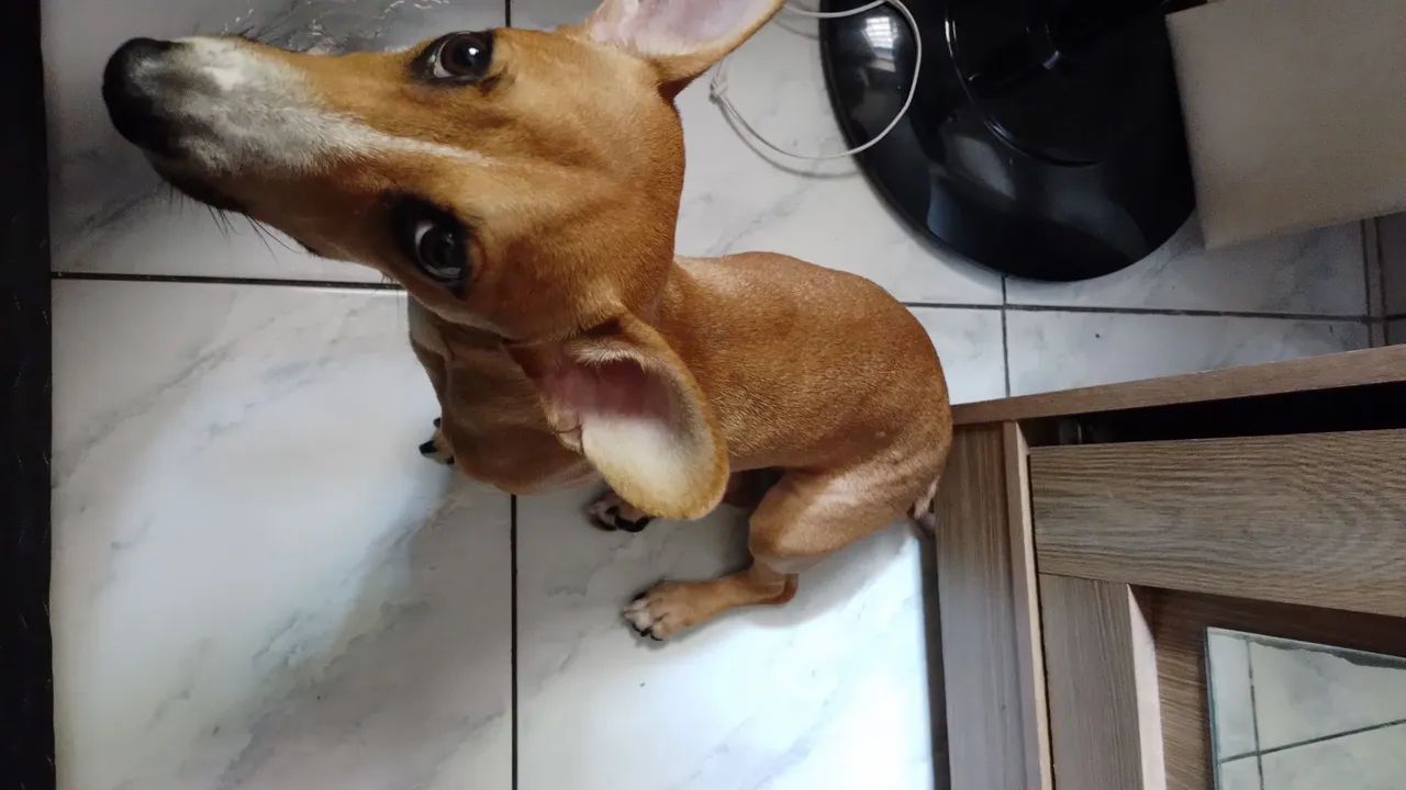 Doação responsável pet - Foto 2