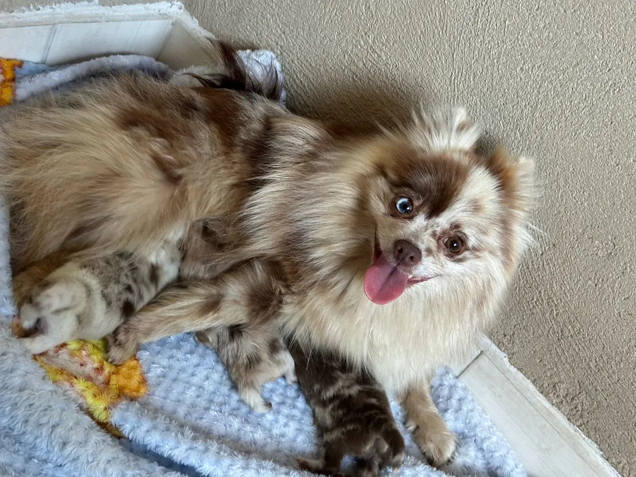 Filhote de spitz alemão  - Foto 2