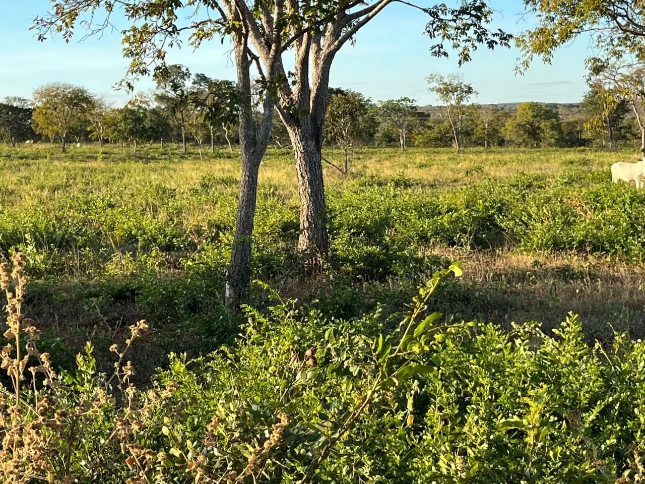 Fazenda á venda  - Foto 2