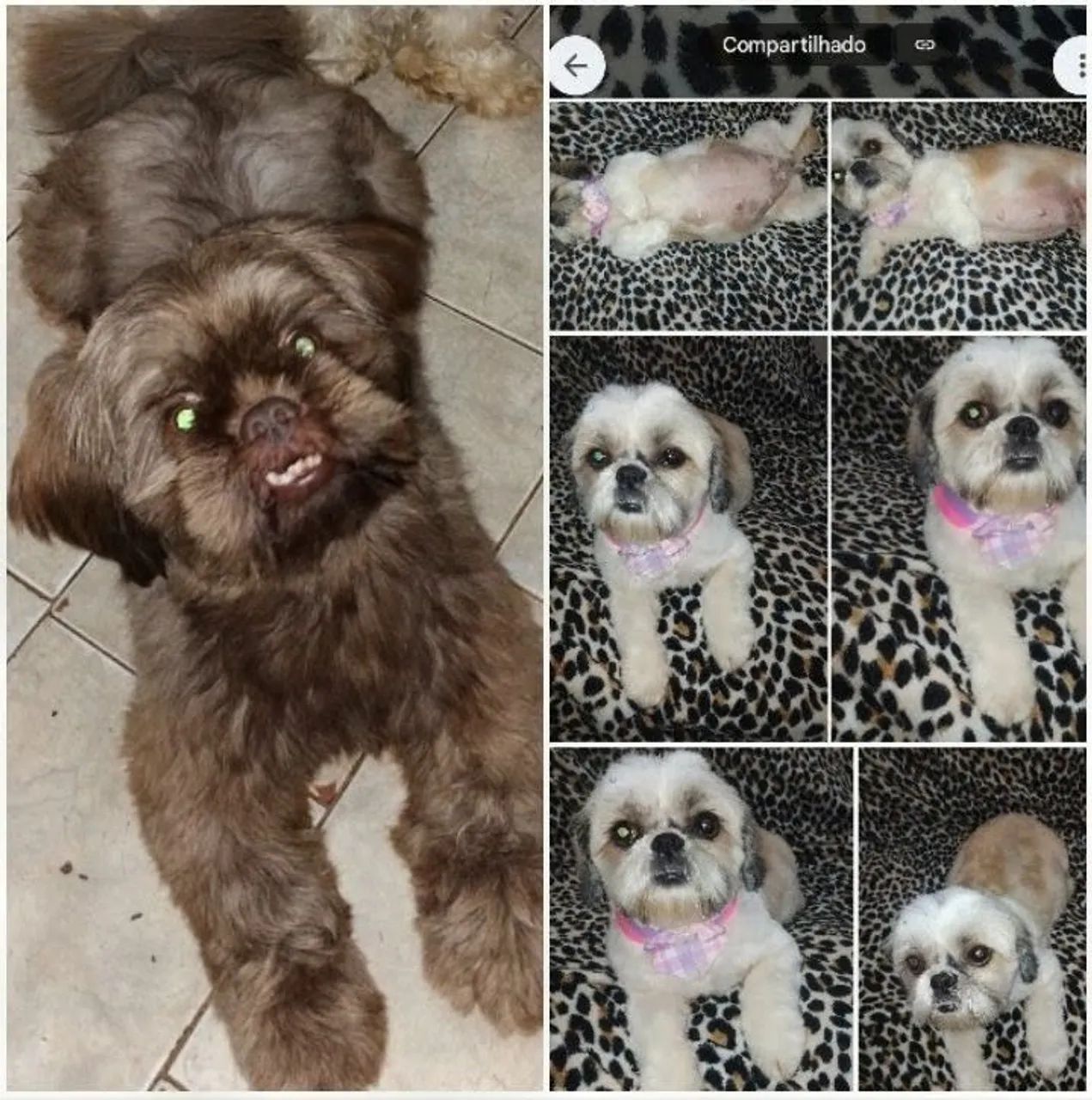 Ursinhos disponível  - Foto 5
