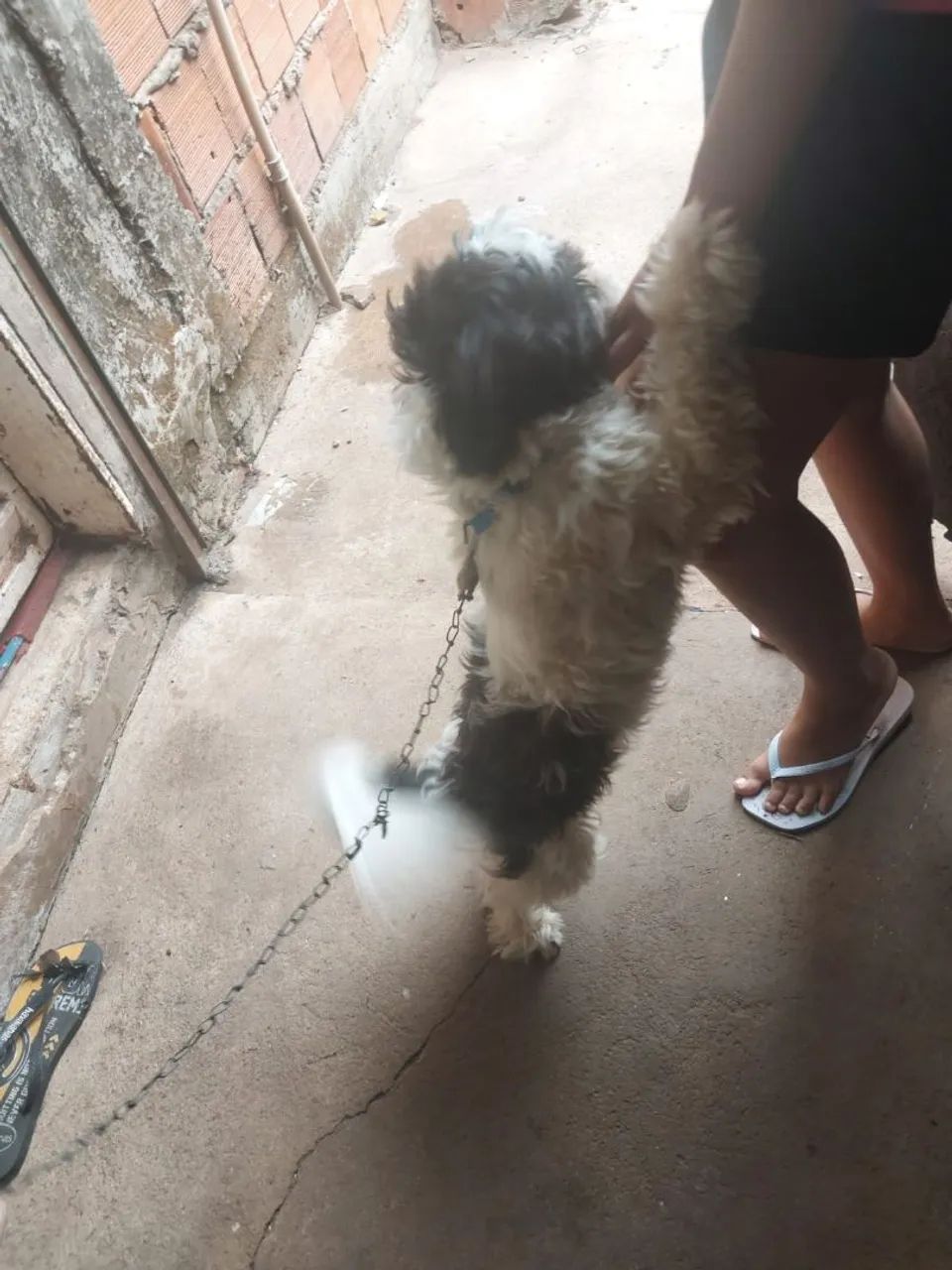 Shih tzu - Foto 3