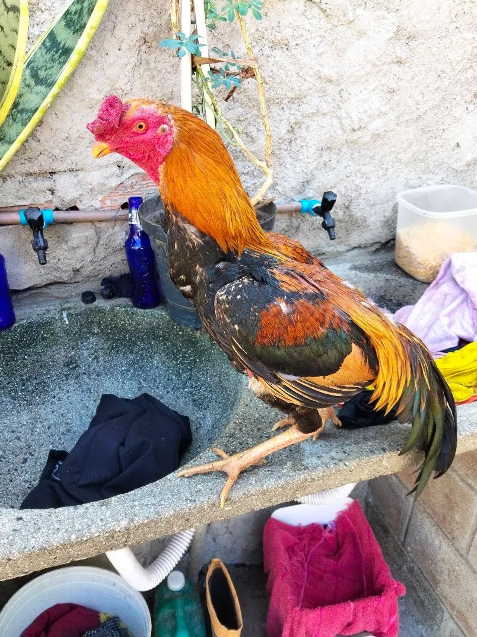 Galo e galinha  - Foto 5