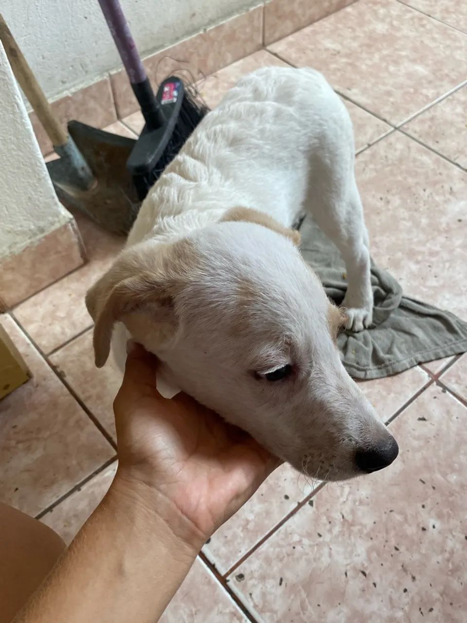 Cachorro para doação  - Foto 4