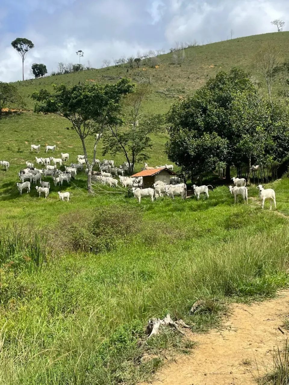 Fazenda com 338 hectares à venda na Divisa de Alagoas com Pernambuco - Foto 5