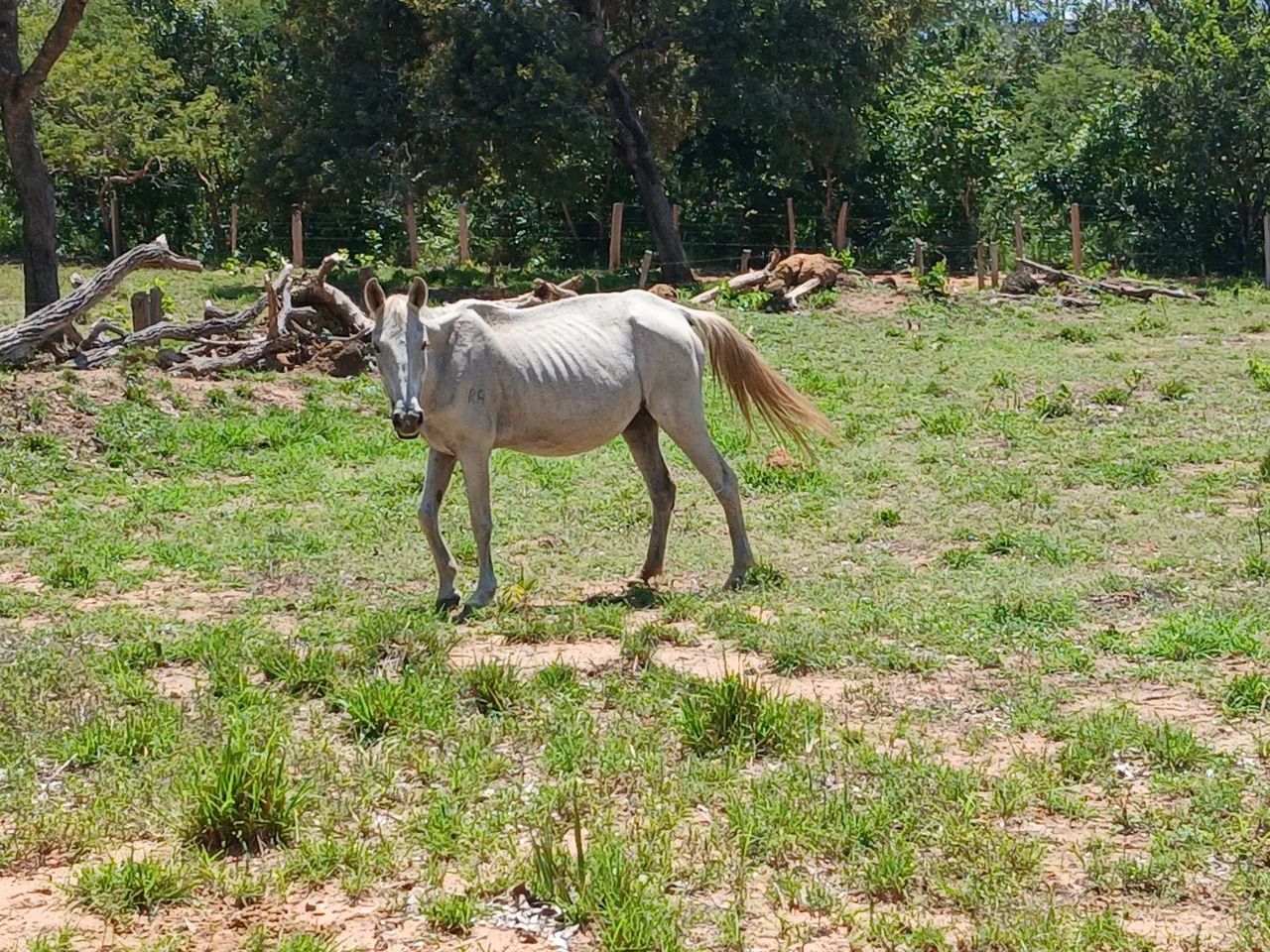 Egua - Foto 5