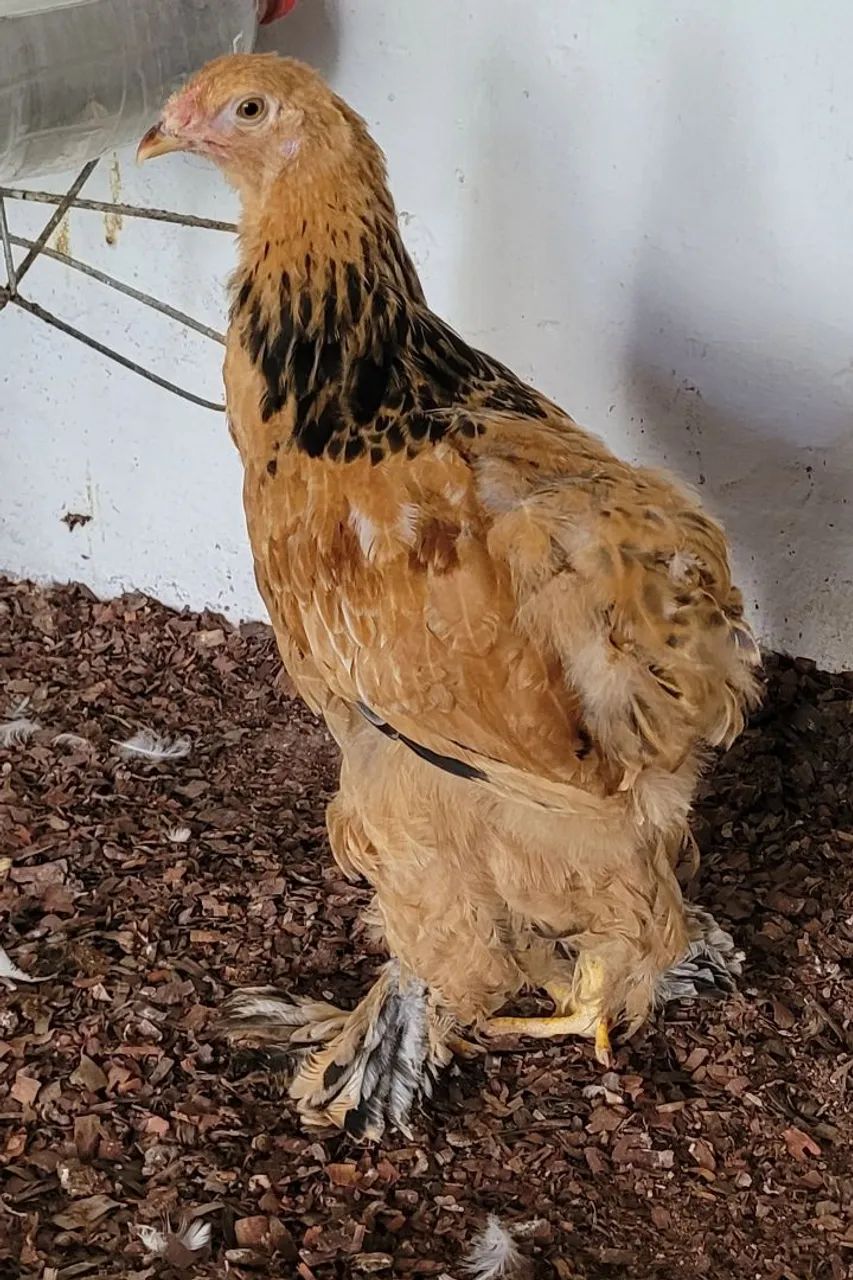 Franguinho Brahma Buff  - Foto 2
