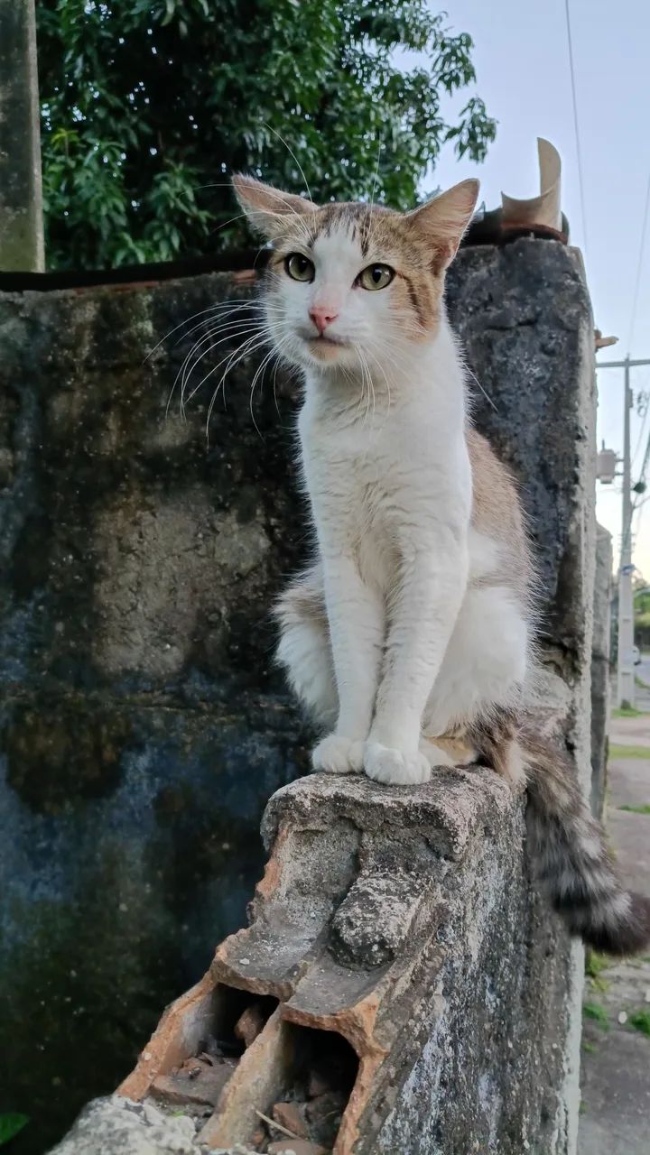Gatos - Foto 5