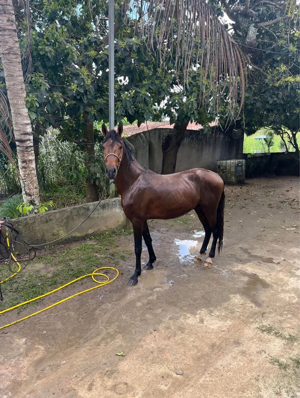 Cavalo  - Foto 3