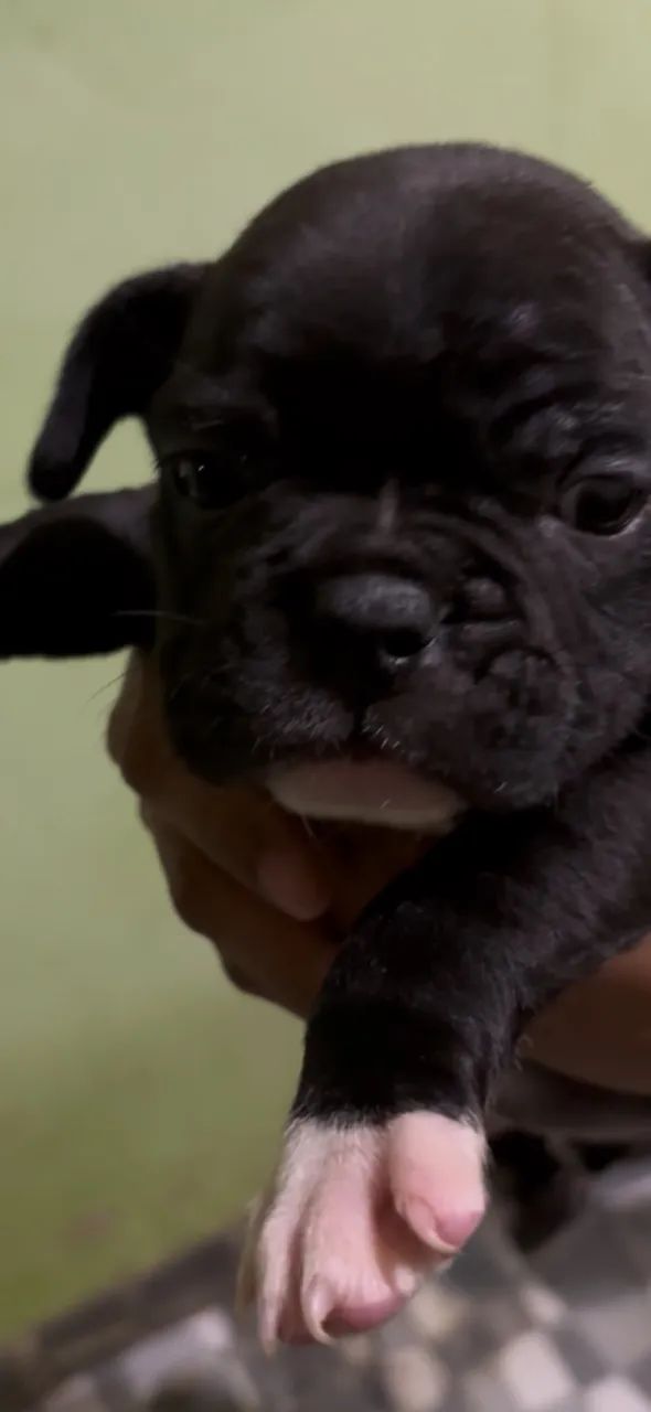 Buldogue premium 